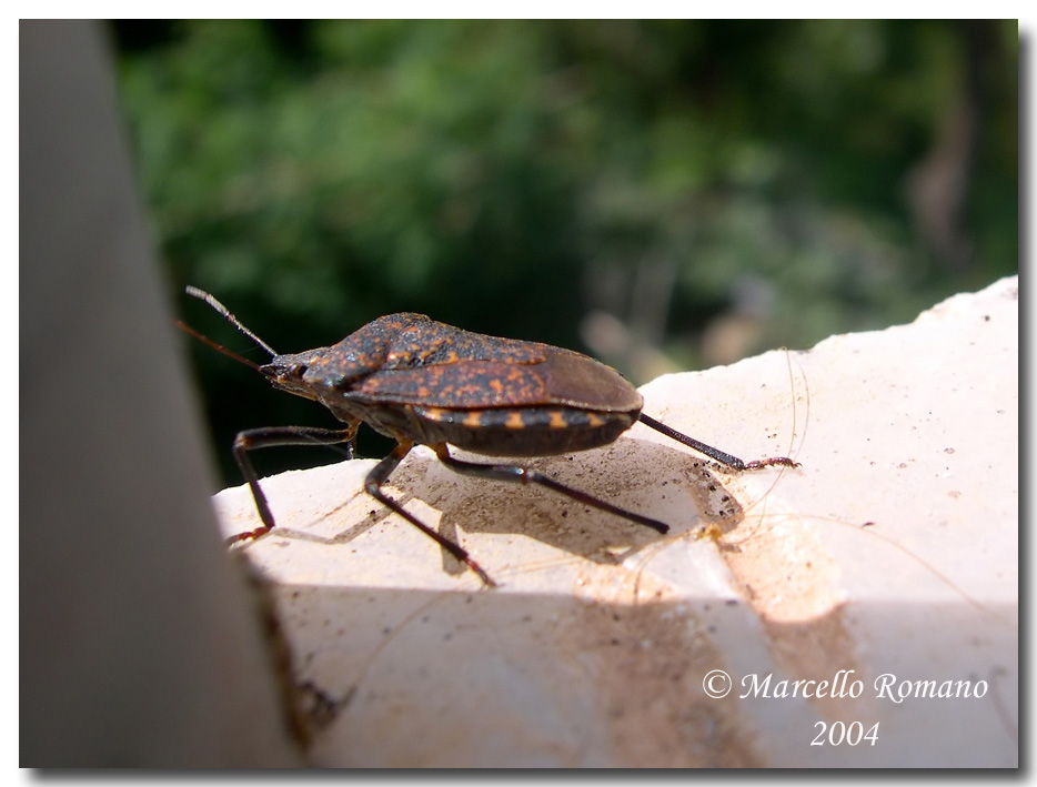 Apodiphus amygdali dal passato (Grecia, 2004)